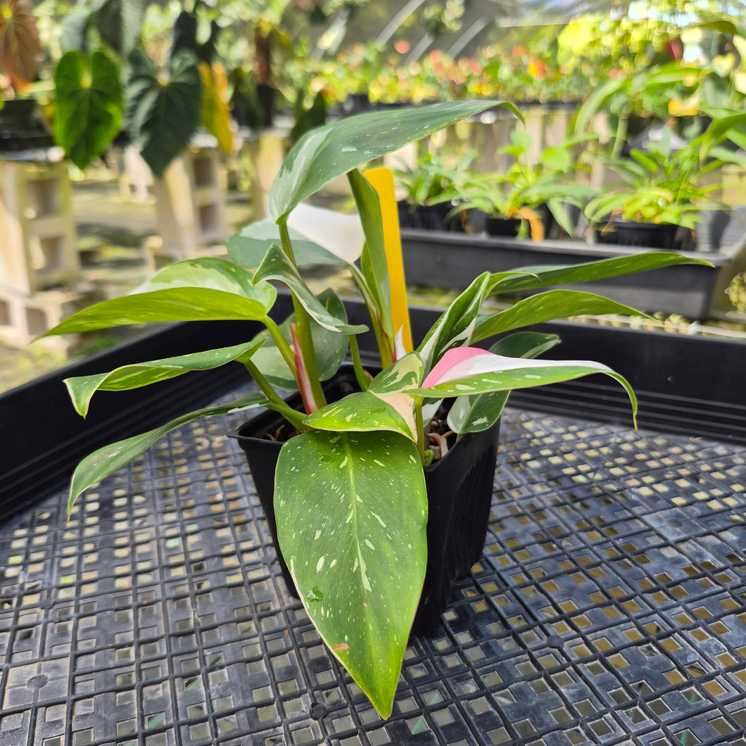Philodendron White Princess, Exact Plant Variegated