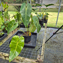 Load image into Gallery viewer, Philodendron Cordatum Kunth, Exact Plant
