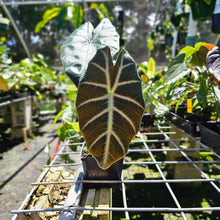 Load image into Gallery viewer, Alocasia Grandis, Exact Plant
