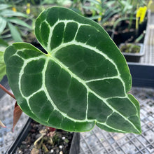 Load image into Gallery viewer, Anthurium Crystallinum, Exact Plant 3 top plant Ships Nationwide
