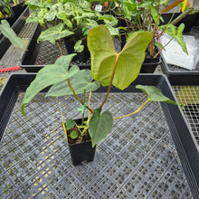 Load image into Gallery viewer, Anthurium Papillilaminum Fort Sherman X ( FS X Ralph Lynam)Ships Nationwide
