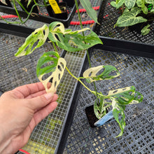 Load image into Gallery viewer, Monstera Adansonii Laniata Albo, Exact Plant Variegated Ships Nationwide
