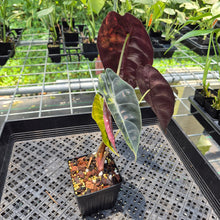 Load image into Gallery viewer, Alocasia Sedenii Aurea Variegated exact plant, Fedex 2day*
