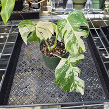 Load image into Gallery viewer, Monstera Borsigiana Albo Deliciosa, Exact Plant Variegated Ships Nationwide
