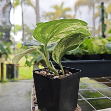 Load image into Gallery viewer, Scindapsus Peasun, Exact Plant Variegated Ships Nationwide
