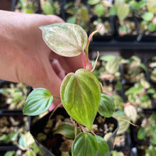 Load image into Gallery viewer, Philodendron Micans Mint Pink Variegated, 2.5” pot, Fedex 2 day*
