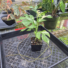 Load image into Gallery viewer, Rhaphidophora Tetrasperma Albo, Exact Plant Variegated Ships Nationwide
