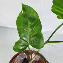 Load image into Gallery viewer, Philodendron Minarum &#39;Lime Fiddle&#39;, Exact Plant
