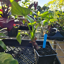 Load image into Gallery viewer, Alocasia Cucullata, Exact Plant Variegated
