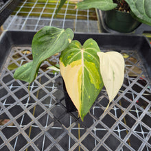 Load image into Gallery viewer, Philodendron Gloriosum variegated, Exact Plant Ships Nationwide
