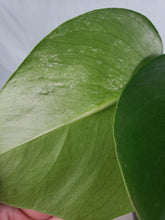 Load image into Gallery viewer, Borigiana Albo, Exact Plant, low variegation, Monstera
