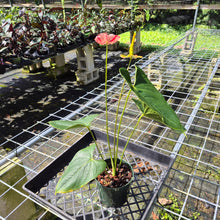 Load image into Gallery viewer, Anthurium Shibori, Exact Plant Variegated
