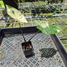 Load image into Gallery viewer, Alocasia Macrorhizza Black Stem Variegated exact plant, Fedex 2day*
