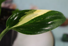 Load image into Gallery viewer, Variegated Monstera Standleyana Aurea Exact Plant Ships nationwide
