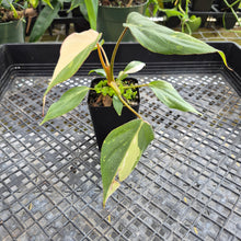 Load image into Gallery viewer, Philodendron Gloriosum Exact Plant Ships nationwide
