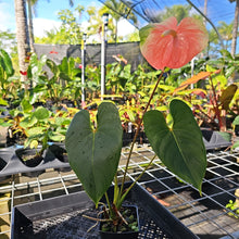 Load image into Gallery viewer, Anthurium Anuenue Obake bicolor pink / green 4" pot, Fedex 2day*
