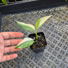 Load image into Gallery viewer, Scindapsus Blue Albo, Exact Plant Variegated Ships Nationwide
