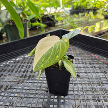 Load image into Gallery viewer, Philodendron Gloriosum, Dark Form, Exact Plant Ships Nationwide
