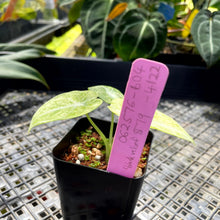 Load image into Gallery viewer, Alocasia Ninja Tricolor, Exact Plant Variegated Ships Nationwide

