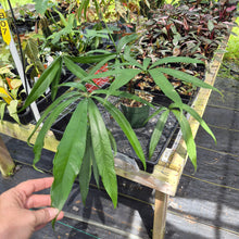 Load image into Gallery viewer, Anthurium Polydactylum exact plant, Fedex 2day*
