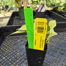 Load image into Gallery viewer, Epipremnum Pinnatum Sunburst, Exact Plant Variegated Ships Nationwide
