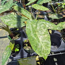 Load image into Gallery viewer, Alocasia Wentii Pink Splash Variegated 6" pot, Fedex 2day
