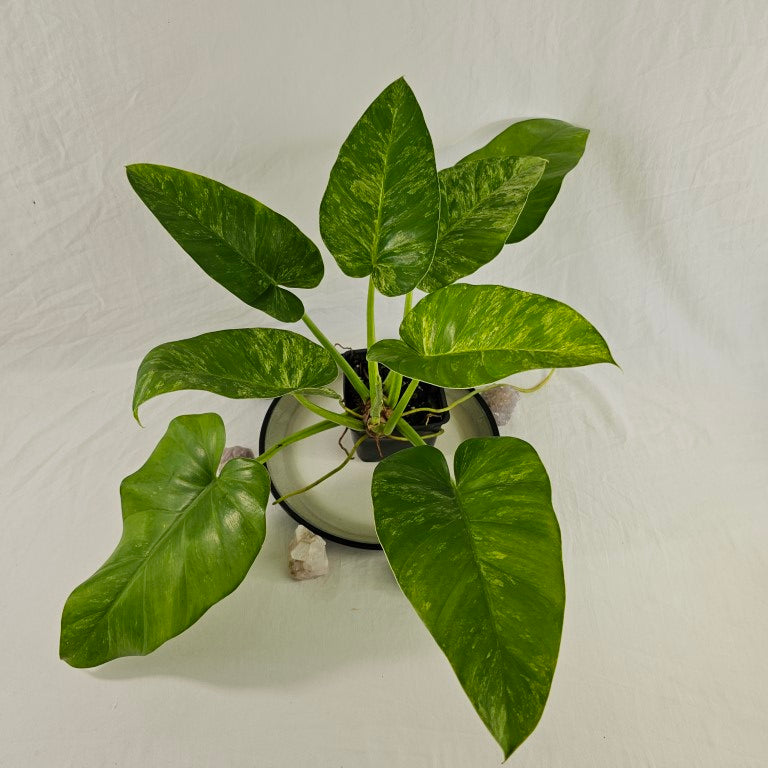Philodendron Giganteum, Exact Plant Variegated
