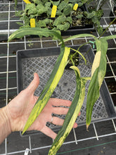 Load image into Gallery viewer, Philodendron Holtonianum Variegated exact plant, Fedex 2day*

