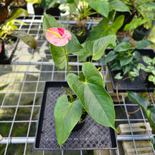 Load image into Gallery viewer, Anthurium Shibori, Exact Plant Variegated 1 gallon pot
