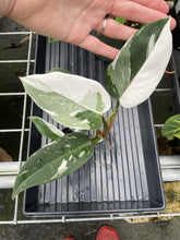 Load image into Gallery viewer, Philodendron White Princess Variegated exact plant, Fedex 2day*
