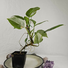 Load image into Gallery viewer, Philodendron White Princess, Exact Plant Variegated Ships Nationwide
