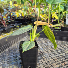 Load image into Gallery viewer, Philodendron Melanochrysum, Exact Plant Variegated Ships Nationwide
