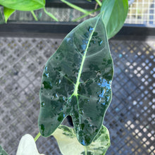 Load image into Gallery viewer, Alocasia Frydek, Exact Plant Variegated Ships Nationwide
