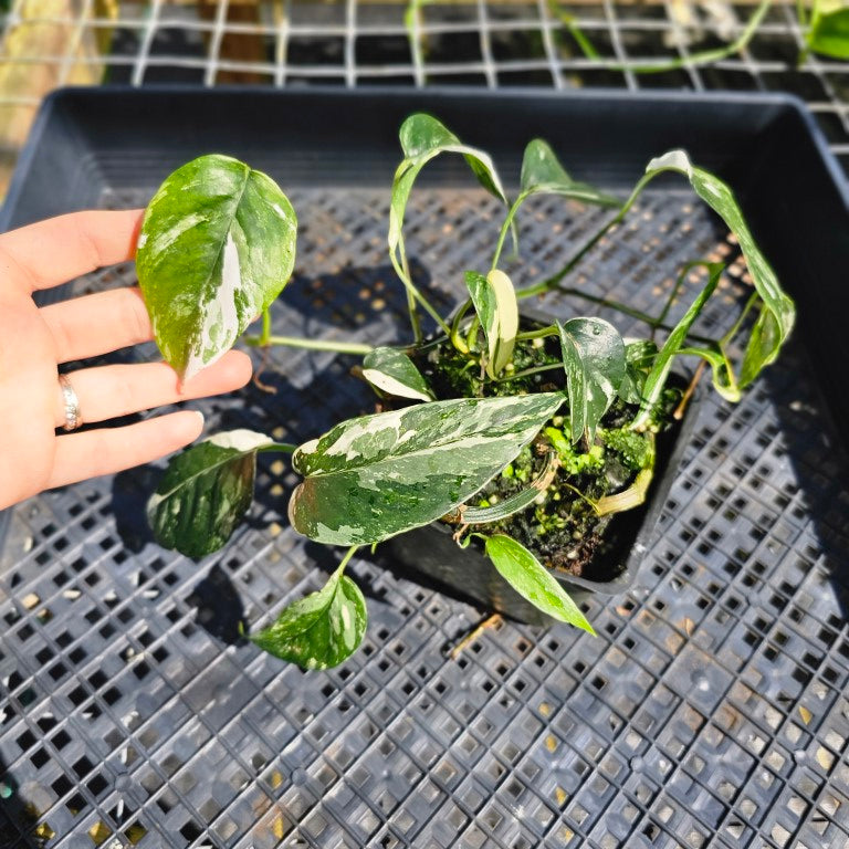 Epipremnum Pinnatum Albo, Exact Plant Variegated Ships Nationwide