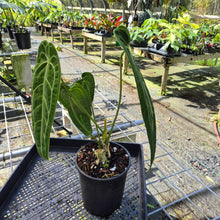 Load image into Gallery viewer, Anthurium Warocqueanum, Queen, Exact Plant
