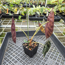 Load image into Gallery viewer, Alocasia Sedenii Aurea Variegated exact plant, Fedex 2day*
