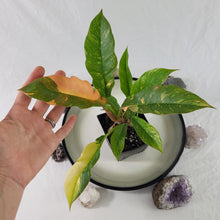 Load image into Gallery viewer, Philodendron Ring Of Fire, Exact Plant Variegated
