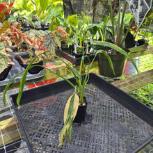 Load image into Gallery viewer, Philodendron Holtonianum Variegated, Exact Plant Ships Nationwide
