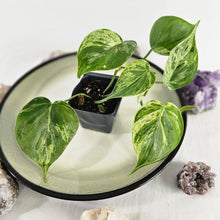 Load image into Gallery viewer, Philodendron Hederaceum, Heart Leaf, Exact Plant Variegated Ships Nationwide
