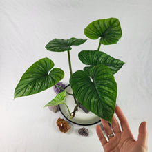 Load image into Gallery viewer, Philodendron Plowmanii, Exact Plant Ships Nationwide
