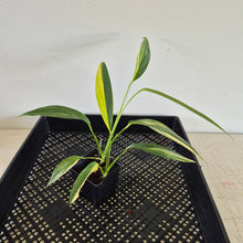 Load image into Gallery viewer, Epipremnum Amplissimum Variegated exact plant, Fedex 2day*

