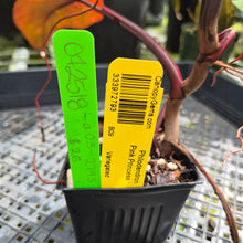 Load image into Gallery viewer, Philodendron Pink Princess, Exact Plant Variegated Ships Nationwide
