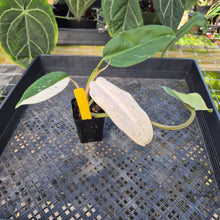Load image into Gallery viewer, Philodendron Whipple Way, Exact Plant Variegated Ships Nationwide
