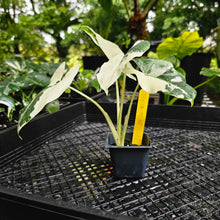 Load image into Gallery viewer, Alocasia Macrorhizza, Exact Plant Variegated
