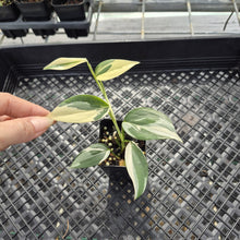 Load image into Gallery viewer, Scindapsus Blue Albo Variegated exact plant, Fedex 2day*
