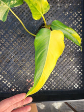 Load image into Gallery viewer, Philodendron Domesticum, Exact Plant Variegated Ships Nationwide
