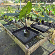 Load image into Gallery viewer, Alocasia Macrorhizza Black Stem, Exact Plant Variegated
