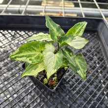 Load image into Gallery viewer, Syngonium Three Kings Magic Marble Variegated 4" pot, Fedex 2day*
