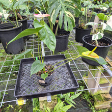 Load image into Gallery viewer, Anthurium Shibori, Exact Plant Variegated
