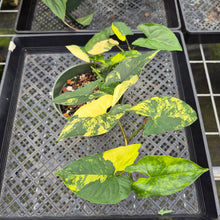 Load image into Gallery viewer, Syngonium Aurea Variegated exact plant, Fedex 2day*
